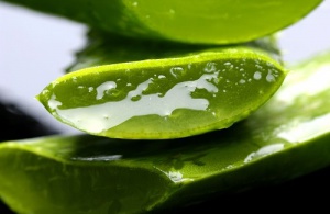 Hälsofrämjande egenskaper hos aloe vera gel