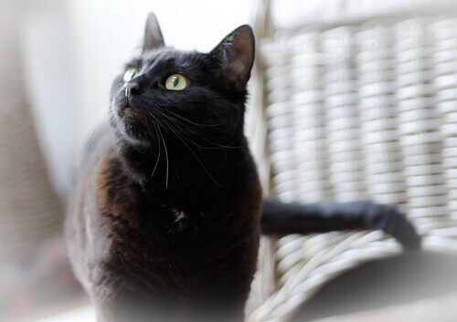 Ge katten lite olivolja