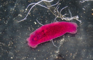 Huskurer som motverkar parasiter