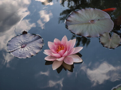 Näckrosor på vatten