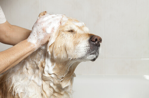 Hund får bad