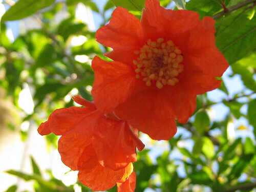 Blommor på granatäppelträd
