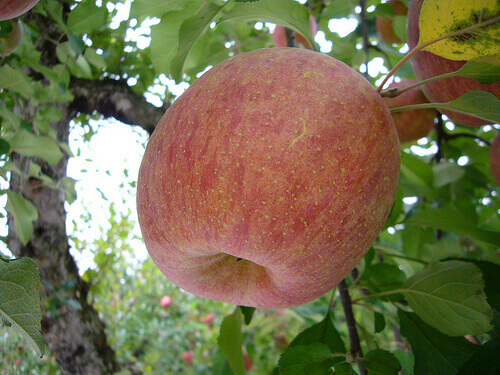 Äpple på gren