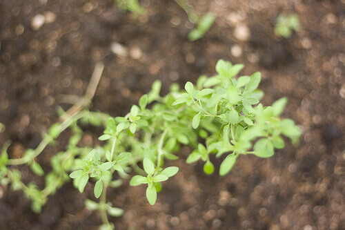Oregano – Fernando Stankruns