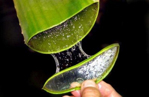 Hur man använder Aloe Vera vid förstoppning