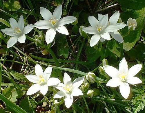 På glatt humör med blommor