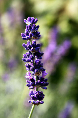 lavendel