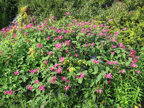 Rena levern med salvia