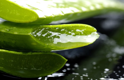 Aloe vera - en uppfriskande och läkande medicinalväxt