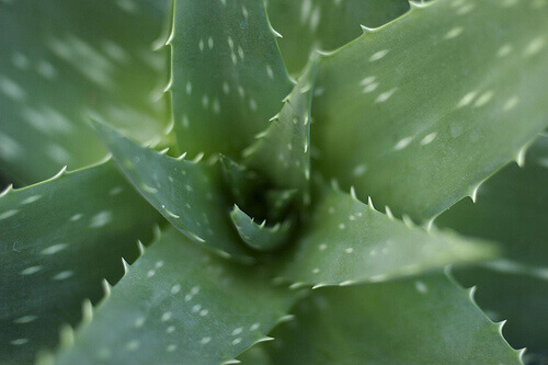 Aloe vera kan minska den brännande känslan i dina bröst