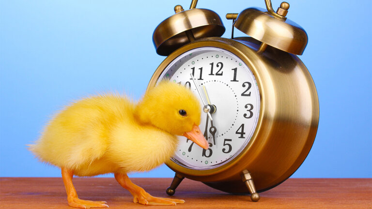 Fyra saker framgångsrika personer gör på morgonen