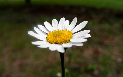 Kamomillblomma