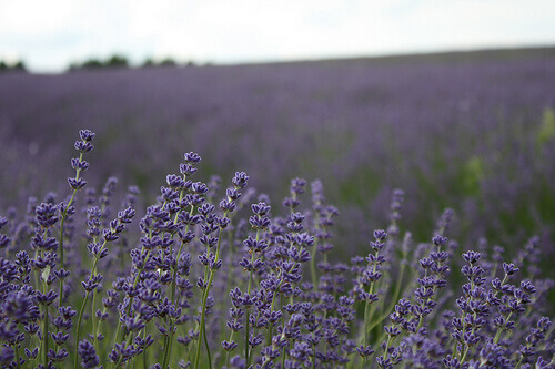 Lavendelplantering