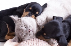 Varför husdjur är så bra för vår hälsa