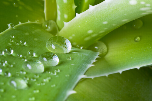 Aloe vera