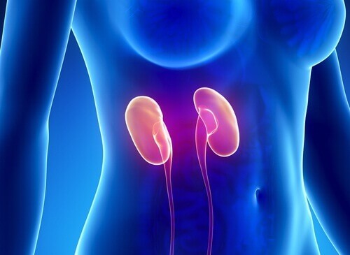 kidneysswe
