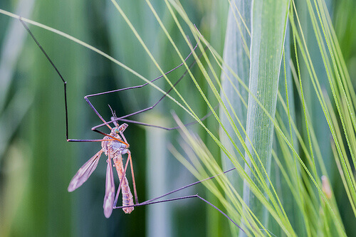 mosquito3