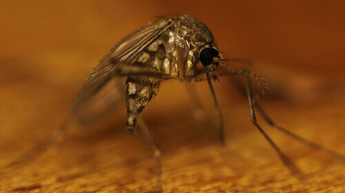 mosquito4