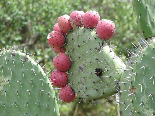 nopal och kaktusfrukt