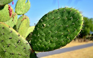 De läkande egenskaperna hos nopal