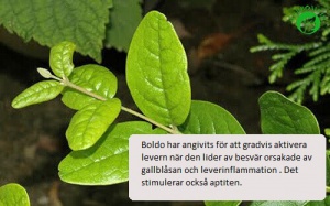 Boldo för levern