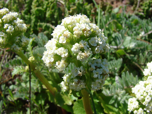 valeriana