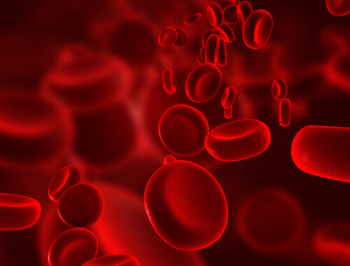 2-blood-cellssve