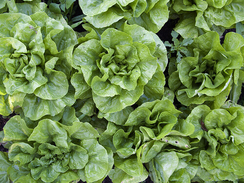 Sallad