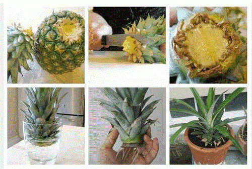 Hur man odlar en ananas hemma