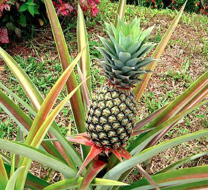 ananas-6