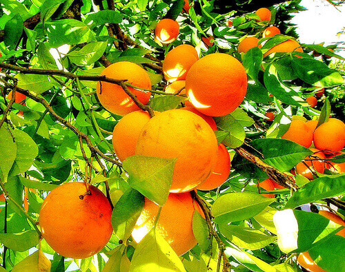 apelsiner i träd