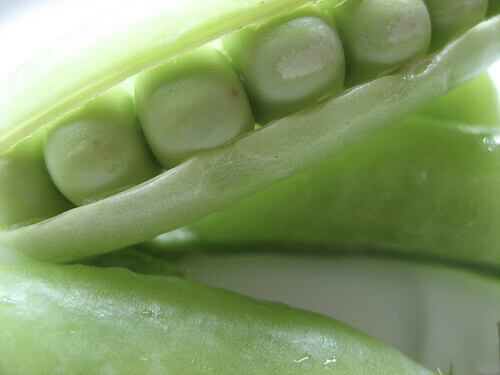 Baljväxter är mer lättsmälta än kött