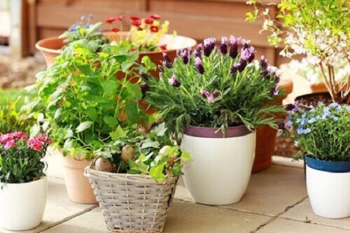 Blommor i krukor