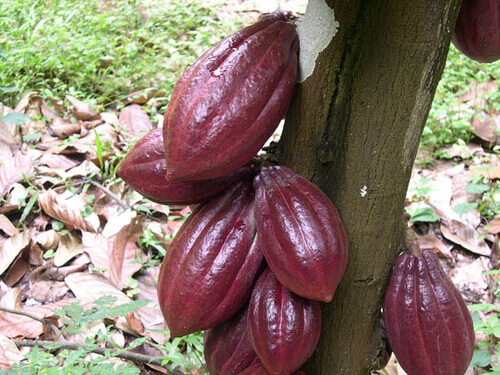 kakaobönor