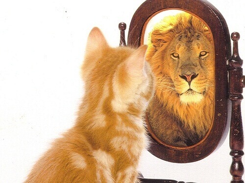 Katt som ser lejon i spegeln