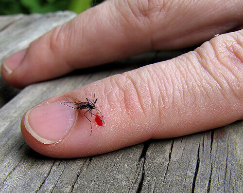 mygga-biter-ett-finger