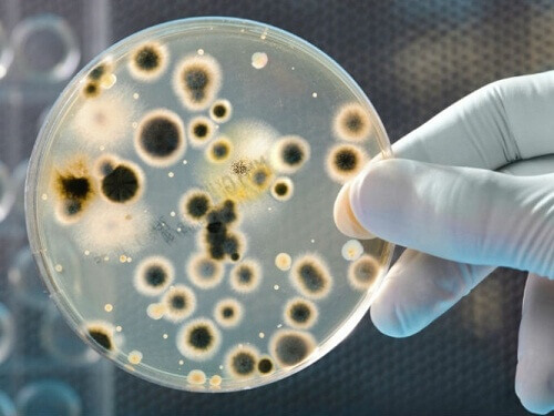 Olika typer av bakterier som finns på pengar
