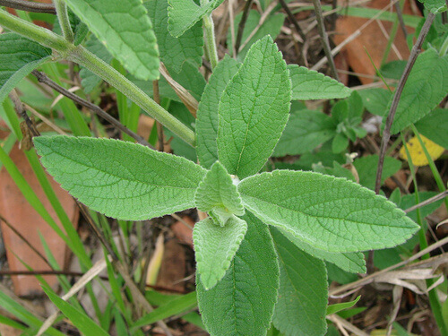 Salvia