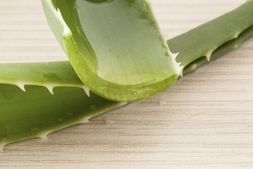 Aloe-vera-500x334 Bli av med hudbristningar med aloe vera