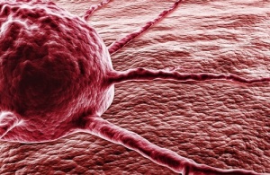 Chilifrukt vs. cancer – mirakelämnet capsaicin