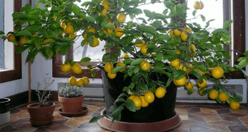 Odla ett eget citronträd från frö i ditt eget hem