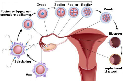 Tio livsmedel som förbättrar fertilitet
