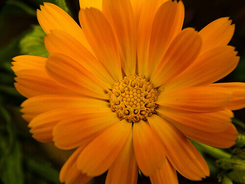 Gul blomma