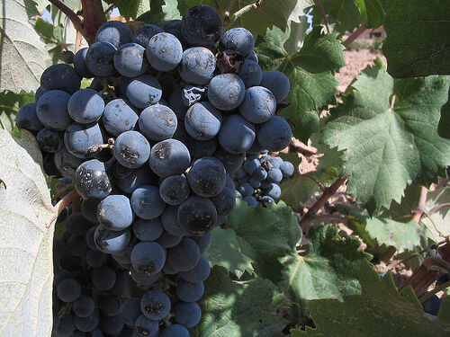 Blå-vindruvor