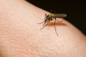 Bikarbonat mot insektsbett
