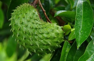 Graviola: en naturlig mirakelkur mot cancer