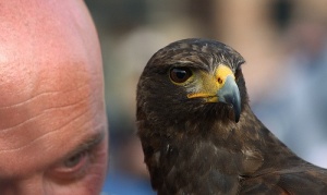 Lär dig känna igen emotionella rovdjur