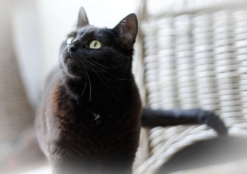 Bli av med lukten av kattkiss