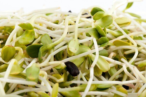Alfalfa innehåller mycket näring