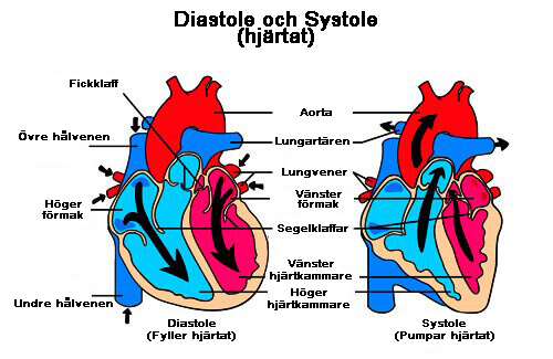 Vad är blåsljud i hjärtat och vad bör man veta om det?